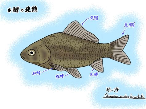 金色的魚|金色連鰭銀鱸